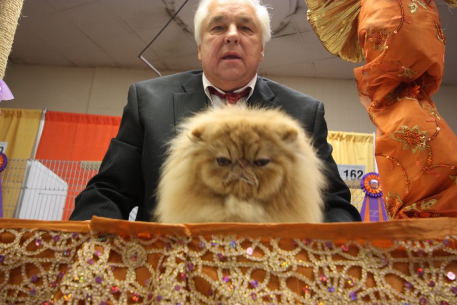 Cat Show 10