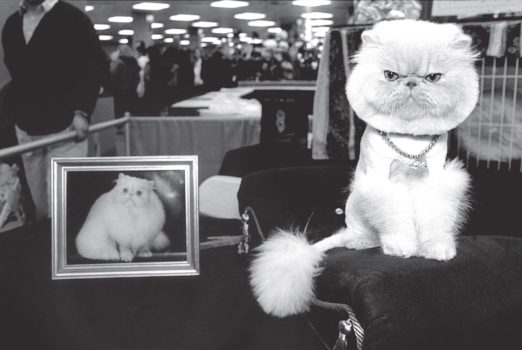 Cat Show 2