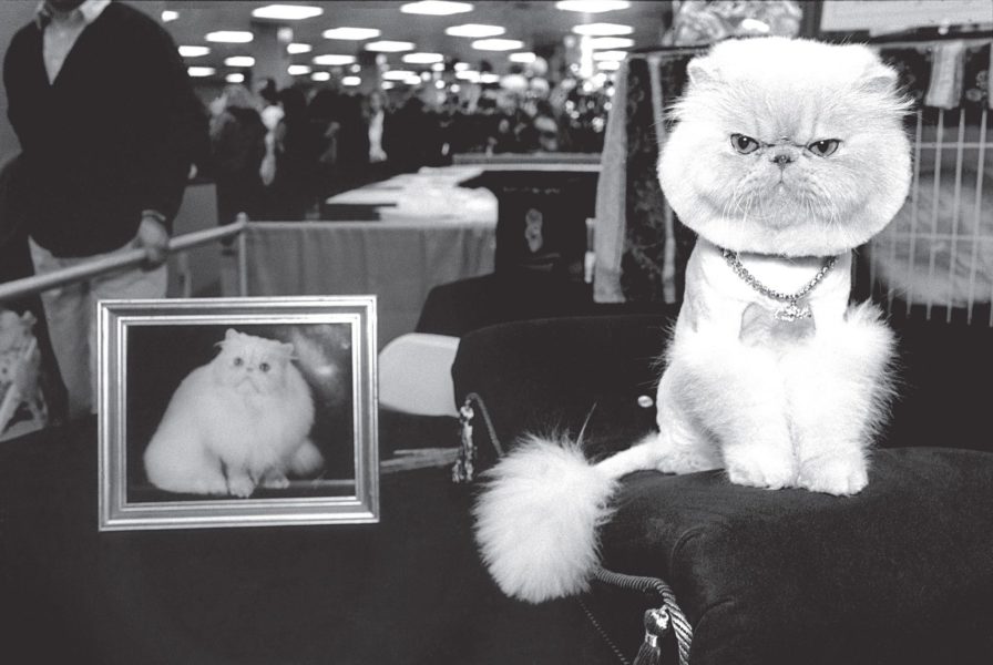Cat Show 2