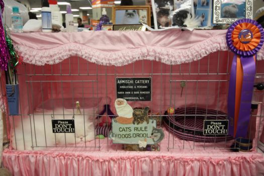 Cat Show 3