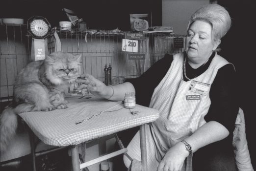 Cat Show 4
