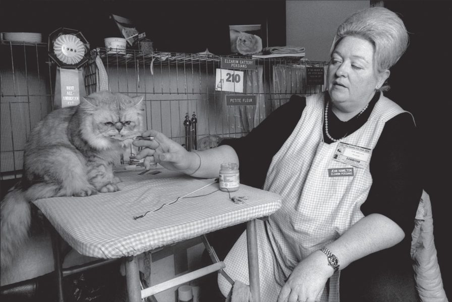 Cat Show 4