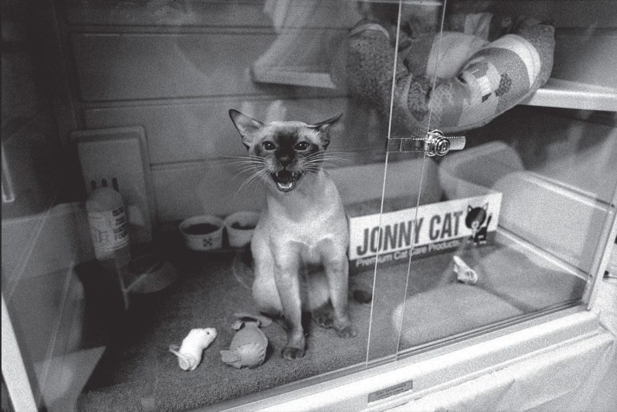 Cat Show 5