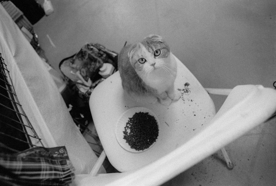 Cat Show 7