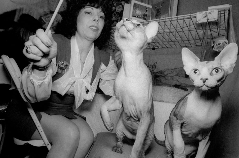 Cat Show 8