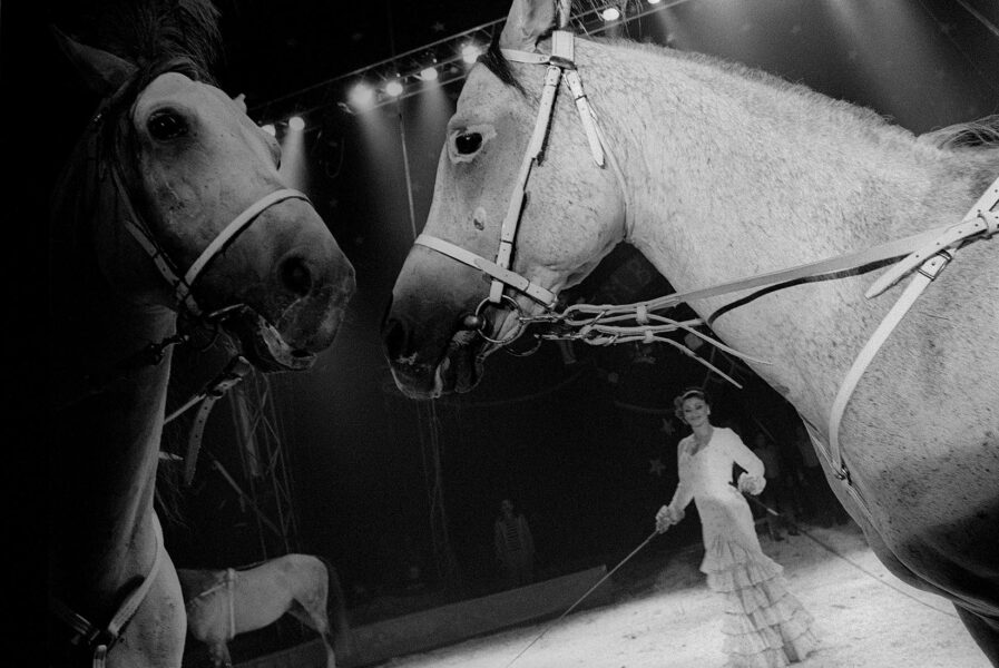 Circus Horses