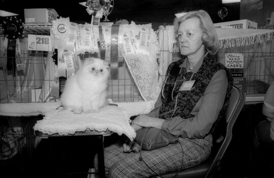 International Cat Show, Midtown, NYC